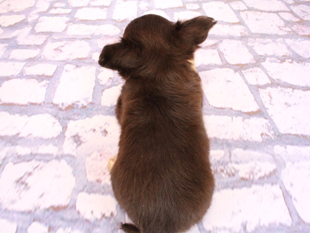 兵庫県のチワワ(ロング) (Coo&RIKU丹波店/2026年2月19日生まれ/男の子/チョコレートタンクリーム)の子犬の4枚目の画像