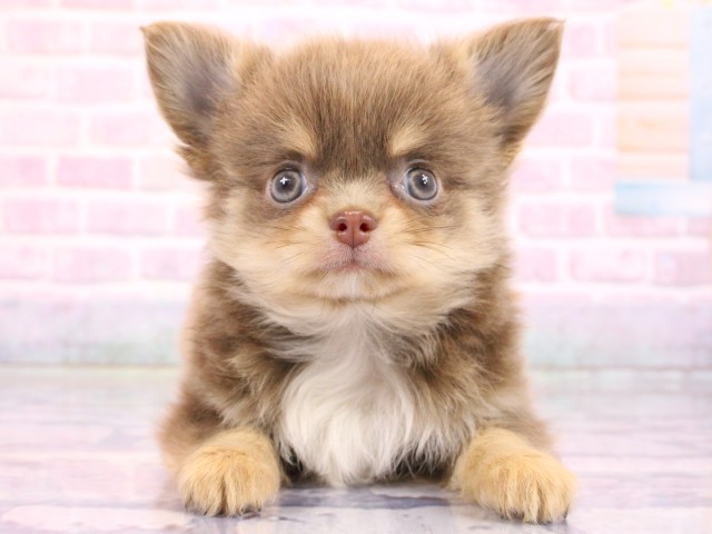 兵庫県のチワワ(ロング) (Coo&RIKU三木店/2026年2月19日生まれ/男の子/イザベラタン＆クリーム)の子犬