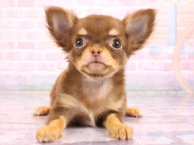 チワワ（ロングコート）