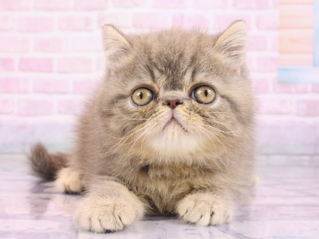 大阪府のエキゾチックショートヘアー (Coo&RIKU天王寺店/2026年2月19日生まれ/男の子/ブルータビー)の子猫