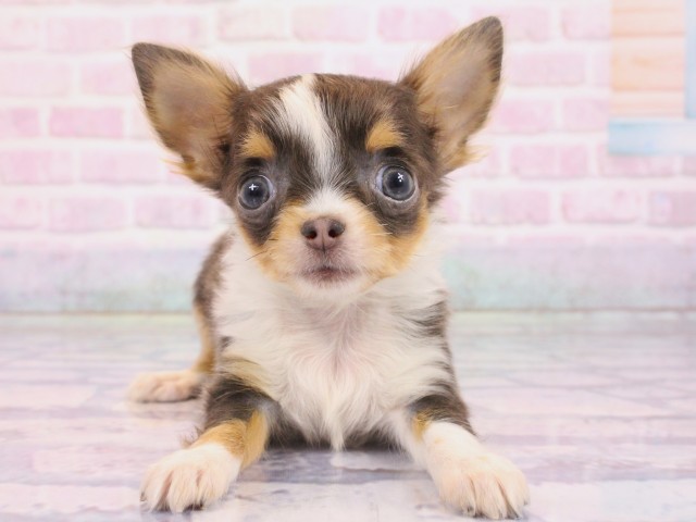 チワワ（ロングコート）