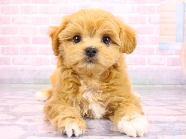 兵庫県のマルプー(マルチーズ×プードル) (Coo&RIKU三木店/2026年2月19日生まれ/男の子/クリームホワイト)の子犬の1枚目の画像