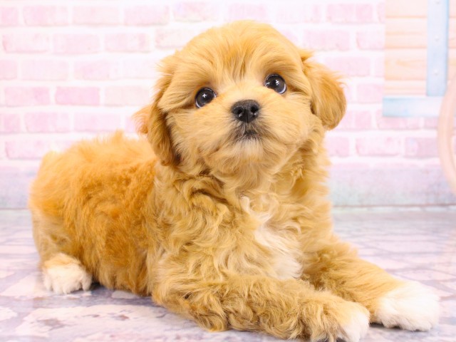 兵庫県のマルプー(マルチーズ×プードル) (Coo&RIKU三木店/2026年2月19日生まれ/男の子/クリームホワイト)の子犬の2枚目の画像