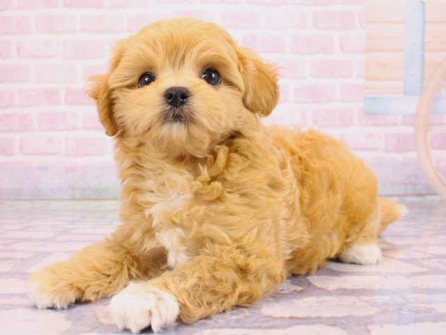 兵庫県のマルプー(マルチーズ×プードル) (Coo&RIKU三木店/2026年2月19日生まれ/男の子/クリームホワイト)の子犬の3枚目の画像