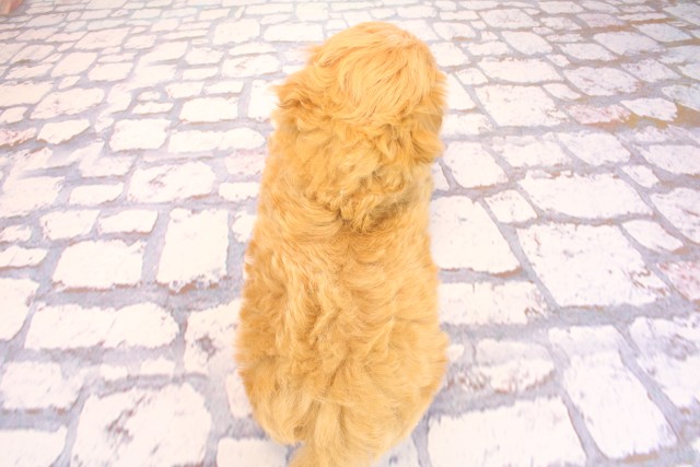 兵庫県のマルプー(マルチーズ×プードル) (Coo&RIKU三木店/2026年2月19日生まれ/男の子/クリームホワイト)の子犬の4枚目の画像