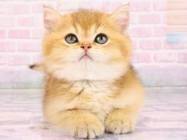 兵庫県のブリティッシュショートヘアー (Coo&RIKU姫路店/2026年2月19日生まれ/男の子/ブラックゴールデンシェーデット)の子猫