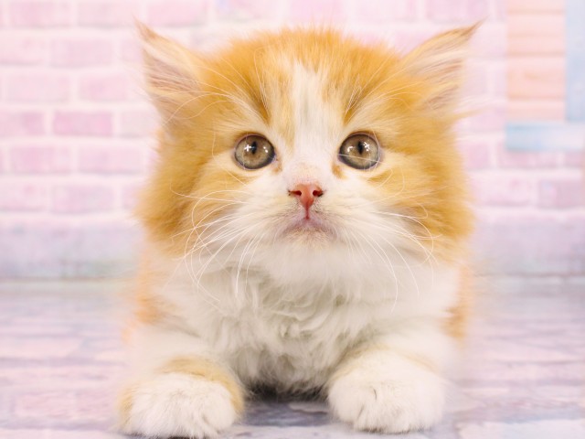 大阪府のマンチカン (Coo&RIKU高槻店/2026年2月19日生まれ/男の子/レッドタビーホワイト)の子猫の1枚目の画像