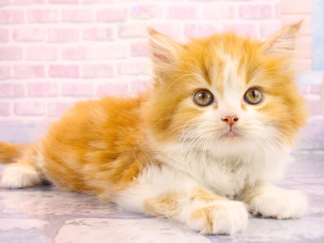 大阪府のマンチカン (Coo&RIKU高槻店/2026年2月19日生まれ/男の子/レッドタビーホワイト)の子猫の2枚目の画像