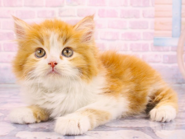 大阪府のマンチカン (Coo&RIKU高槻店/2026年2月19日生まれ/男の子/レッドタビーホワイト)の子猫の3枚目の画像