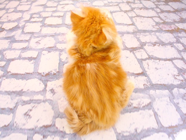 大阪府のマンチカン (Coo&RIKU高槻店/2026年2月19日生まれ/男の子/レッドタビーホワイト)の子猫の4枚目の画像