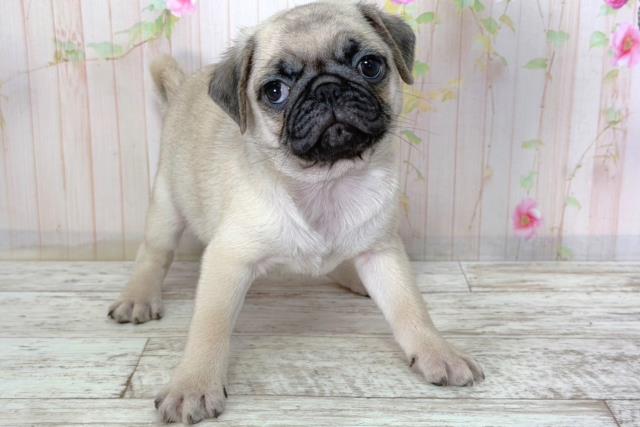 北海道のパグ (Coo&RIKU苫小牧店/2026年2月16日生まれ/男の子/フォーン)の子犬