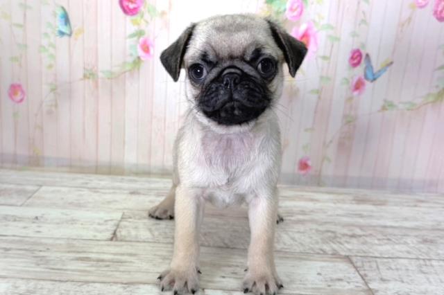 北海道のパグ (Coo&RIKU北見店/2026年2月16日生まれ/男の子/フォーン)の子犬