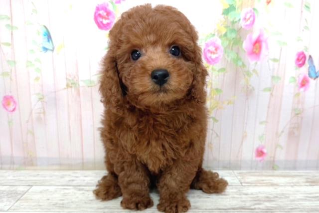 北海道のトイプードル(トイ) (Coo&RIKU釧路店/2026年2月17日生まれ/男の子/レッド)の子犬