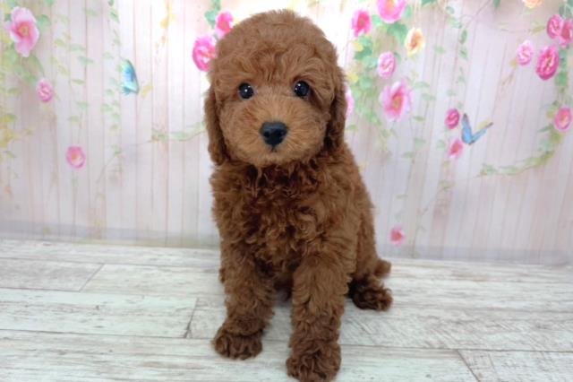 北海道のトイプードル(トイ) (Coo&RIKU函館店/2026年2月17日生まれ/男の子/レッド)の子犬