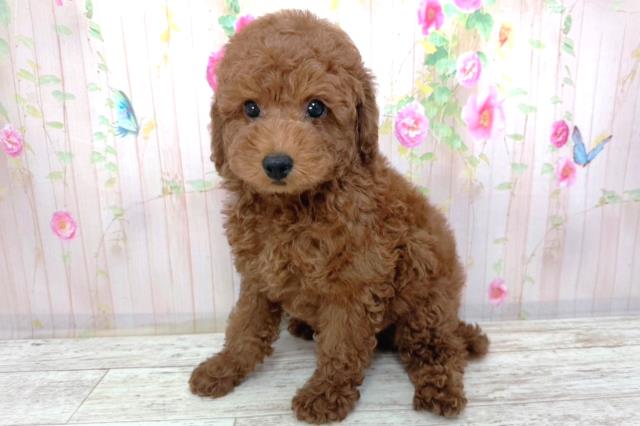 北海道のトイプードル(トイ) (Coo&RIKU函館店/2026年2月17日生まれ/男の子/レッド)の子犬の2枚目の画像