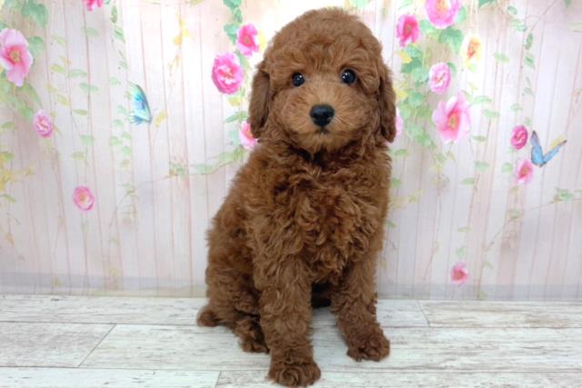 北海道のトイプードル(トイ) (Coo&RIKU函館店/2026年2月17日生まれ/男の子/レッド)の子犬の3枚目の画像