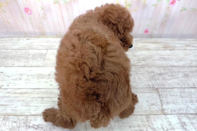 北海道のトイプードル(トイ) (Coo&RIKU函館店/2026年2月17日生まれ/男の子/レッド)の子犬の4枚目の画像