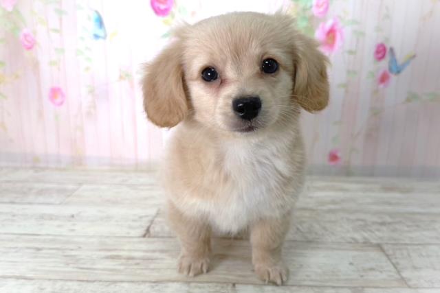 北海道のチワックス(チワワ×ダックス) (Coo&RIKU室蘭店/2026年2月21日生まれ/男の子/クリームホワイト)の子犬