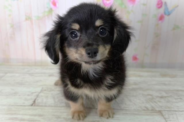 北海道のチワックス(チワワ×ダックス) (Coo&RIKU函館店/2026年2月21日生まれ/男の子/ブラックタン)の子犬