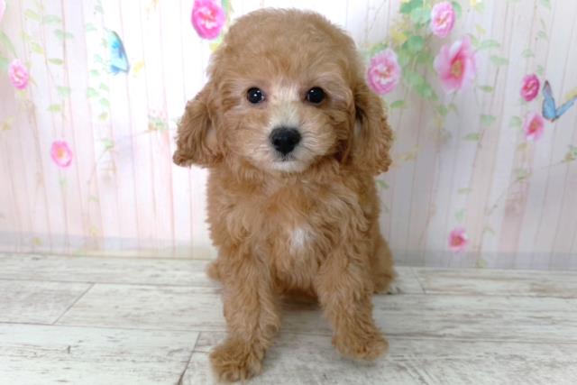 北海道のトイプードル(トイ) (Coo&RIKU室蘭店/2026年2月17日生まれ/女の子/レッド)の子犬