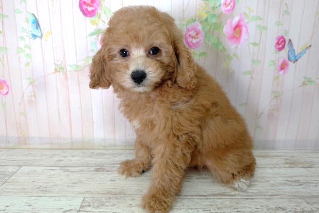 北海道のトイプードル(トイ) (Coo&RIKU室蘭店/2026年2月17日生まれ/女の子/レッド)の子犬の2枚目の画像