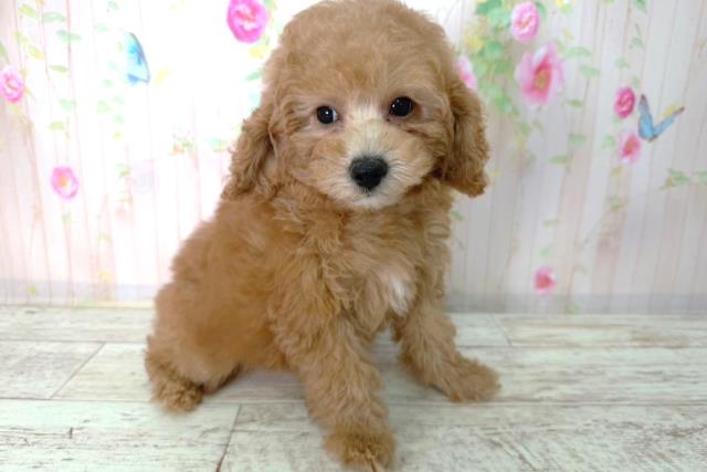 北海道のトイプードル(トイ) (Coo&RIKU室蘭店/2026年2月17日生まれ/女の子/レッド)の子犬の3枚目の画像