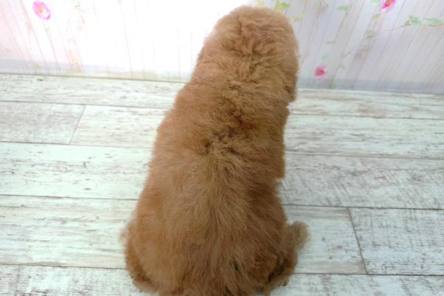 北海道のトイプードル(トイ) (Coo&RIKU室蘭店/2026年2月17日生まれ/女の子/レッド)の子犬の4枚目の画像