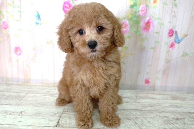 北海道のトイプードル(トイ) (Coo&RIKU札幌西店/2026年2月17日生まれ/女の子/レッド)の子犬