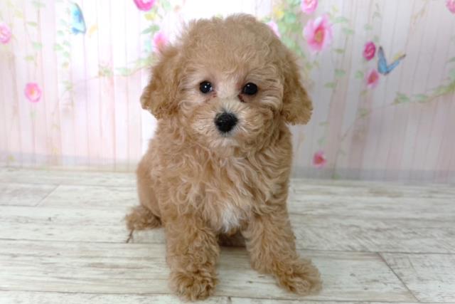 北海道のトイプードル(トイ) (Coo&RIKU北見店/2026年2月17日生まれ/女の子/アプリコット)の子犬