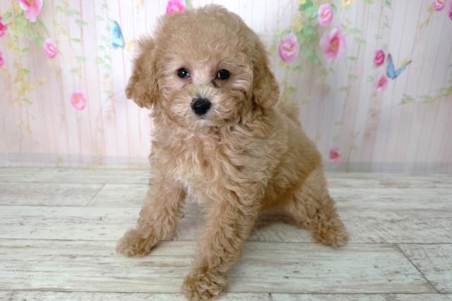 北海道のトイプードル(トイ) (Coo&RIKU北見店/2026年2月17日生まれ/女の子/アプリコット)の子犬の2枚目の画像