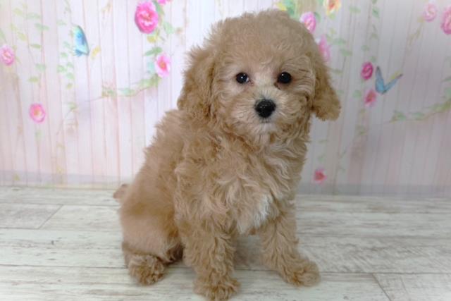 北海道のトイプードル(トイ) (Coo&RIKU北見店/2026年2月17日生まれ/女の子/アプリコット)の子犬の3枚目の画像