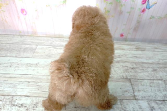 北海道のトイプードル(トイ) (Coo&RIKU北見店/2026年2月17日生まれ/女の子/アプリコット)の子犬の4枚目の画像