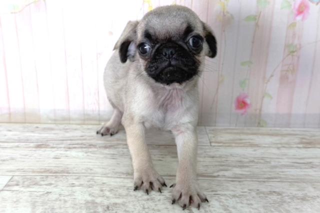 新潟県のパグ (Coo&RIKU上越店/2026年2月20日生まれ/男の子/フォーン)の子犬