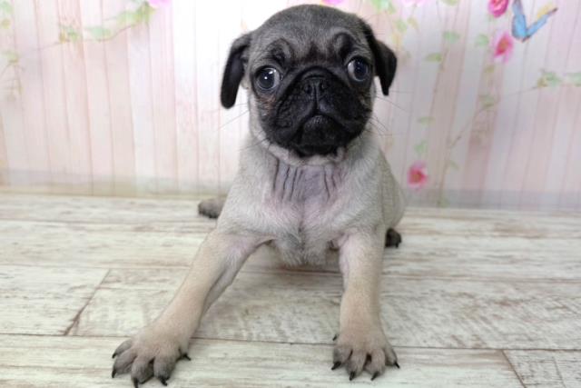 長野県のパグ (Coo&RIKU松本店/2026年2月20日生まれ/女の子/フォーン)の子犬の1枚目の画像