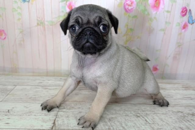 長野県のパグ (Coo&RIKU松本店/2026年2月20日生まれ/女の子/フォーン)の子犬の2枚目の画像