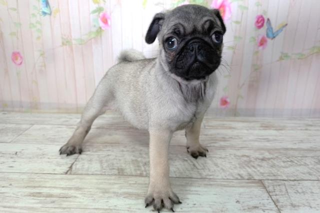 長野県のパグ (Coo&RIKU松本店/2026年2月20日生まれ/女の子/フォーン)の子犬の3枚目の画像