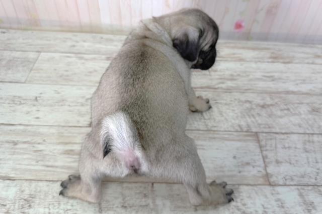 長野県のパグ (Coo&RIKU松本店/2026年2月20日生まれ/女の子/フォーン)の子犬の4枚目の画像