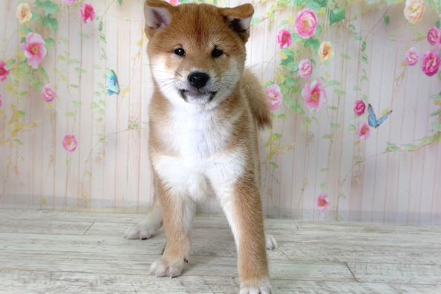 北海道の柴犬(標準サイズ) (Coo&RIKU室蘭店/2026年2月16日生まれ/男の子/赤)の子犬