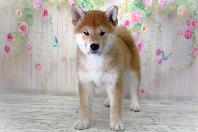 北海道の柴犬(標準サイズ) (Coo&RIKU岩見沢店/2026年2月16日生まれ/男の子/赤)の子犬