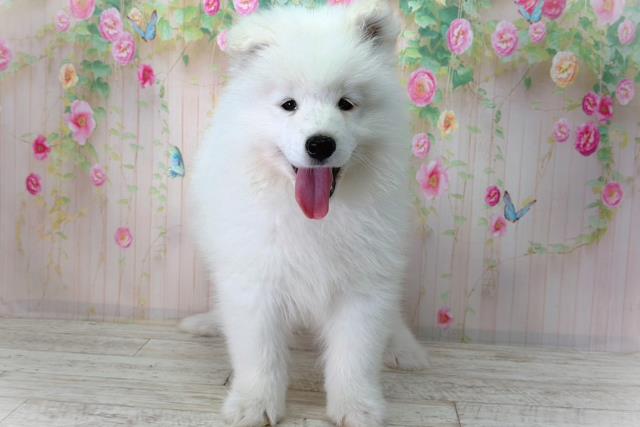 北海道のサモエド (Coo&RIKU函館店/2026年2月20日生まれ/男の子/ホワイト)の子犬