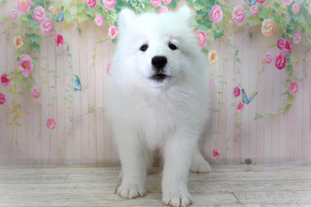 北海道のサモエド (Coo&RIKU岩見沢店/2026年2月20日生まれ/男の子/ホワイト)の子犬