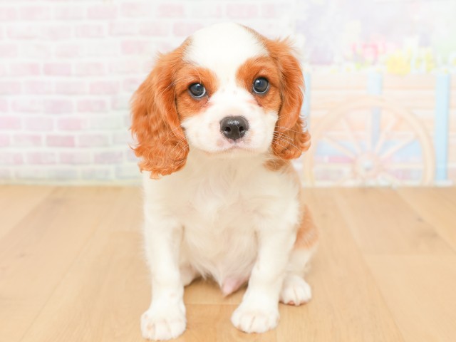 福島県のキャバリアキングチャールズスパニエル (Coo&RIKU郡山店/2026年2月16日生まれ/男の子/ブレンハイム)の子犬