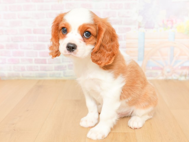 福島県のキャバリアキングチャールズスパニエル (Coo&RIKU郡山店/2026年2月16日生まれ/男の子/ブレンハイム)の子犬の2枚目の画像