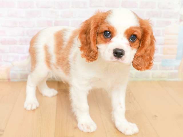 福島県のキャバリアキングチャールズスパニエル (Coo&RIKU郡山店/2026年2月16日生まれ/男の子/ブレンハイム)の子犬の3枚目の画像