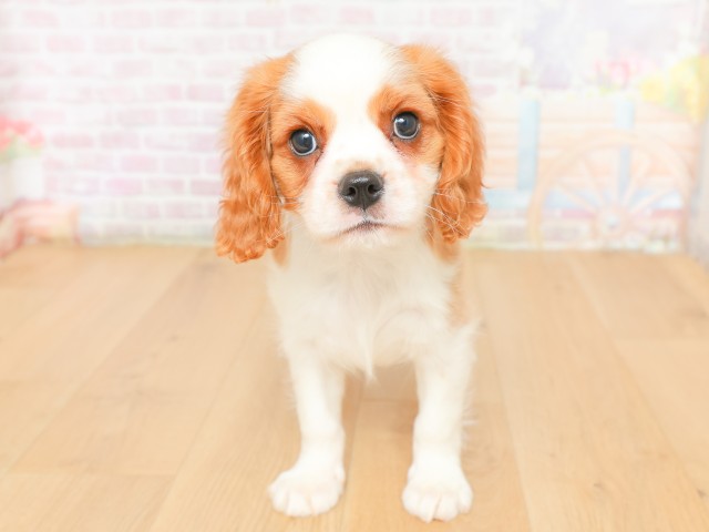 山形県のキャバリアキングチャールズスパニエル (Coo&RIKU山形店/2026年2月16日生まれ/男の子/ブレンハイム)の子犬の1枚目の画像
