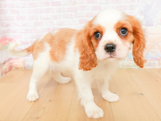 山形県のキャバリアキングチャールズスパニエル (Coo&RIKU山形店/2026年2月16日生まれ/男の子/ブレンハイム)の子犬の3枚目の画像