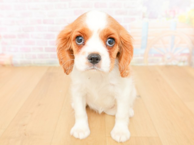 岩手県のキャバリアキングチャールズスパニエル (Coo&RIKU岩手盛岡店/2026年2月16日生まれ/女の子/ブレンハイム)の子犬の1枚目の画像