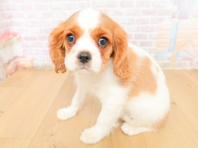 岩手県のキャバリアキングチャールズスパニエル (Coo&RIKU岩手盛岡店/2026年2月16日生まれ/女の子/ブレンハイム)の子犬の2枚目の画像