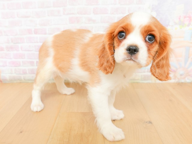岩手県のキャバリアキングチャールズスパニエル (Coo&RIKU岩手盛岡店/2026年2月16日生まれ/女の子/ブレンハイム)の子犬の3枚目の画像
