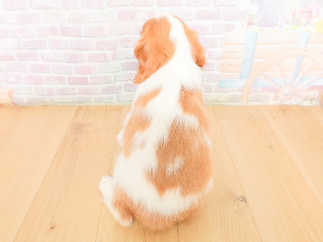 岩手県のキャバリアキングチャールズスパニエル (Coo&RIKU岩手盛岡店/2026年2月16日生まれ/女の子/ブレンハイム)の子犬の4枚目の画像